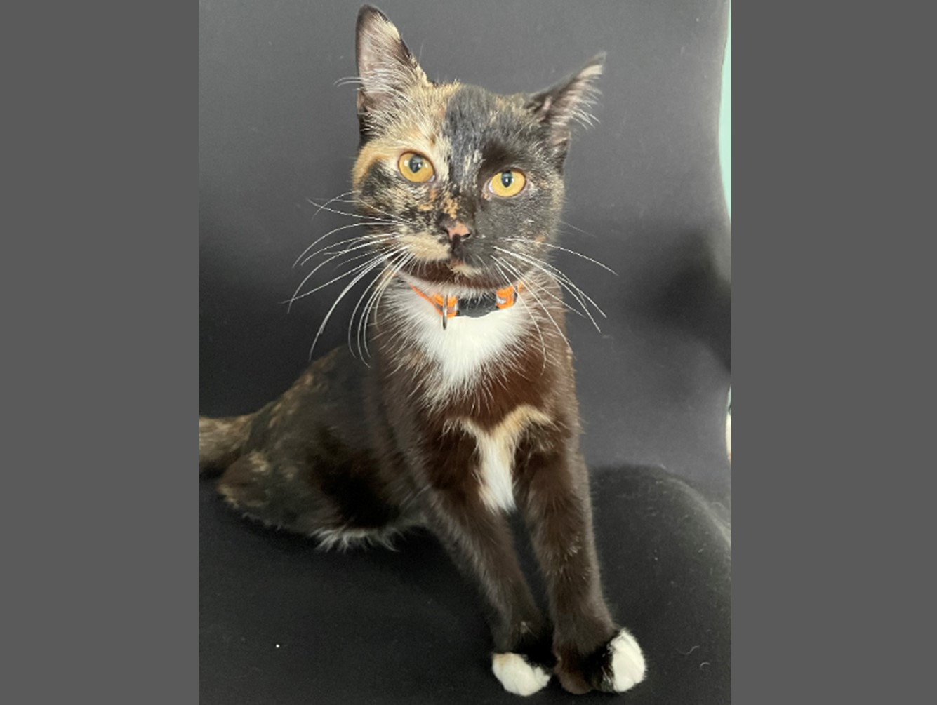 Rosebud: Pet of the Week
