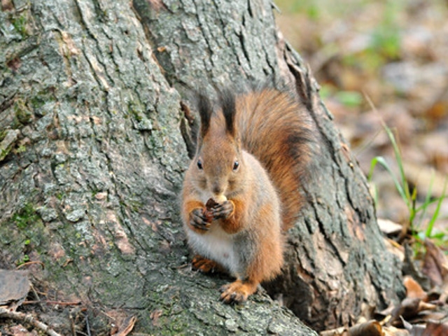 Rice Creek Invites Public for Fall Nature Education Programs