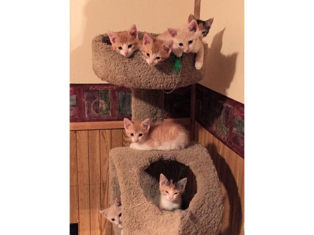 Adopt a Pet Today: Kittens, Kittens, More Kittens