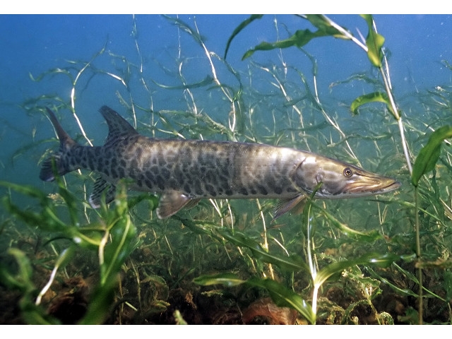 DEC Announces Opening of 2021 Muskellunge Fishing Seasons