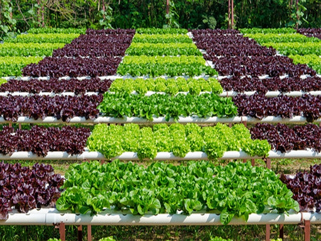 OP ED: New York’s Farmers Cannot Withstand Any More Economic Obstacles