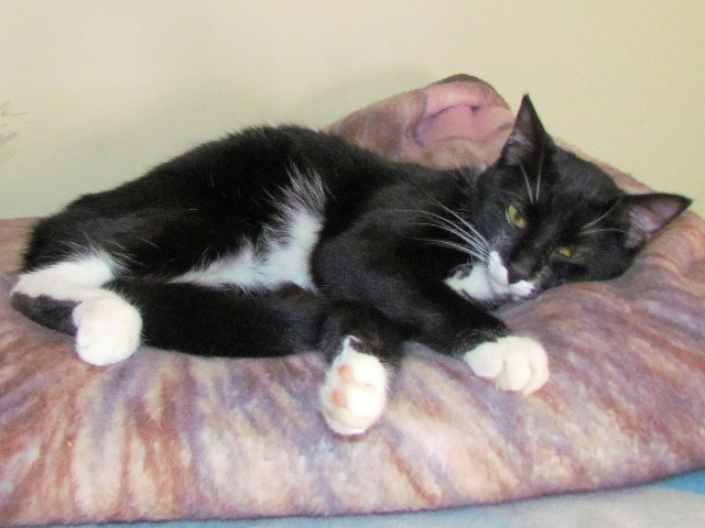 Adopt a Pet Today: Gemma, Inquisitive and Friendly