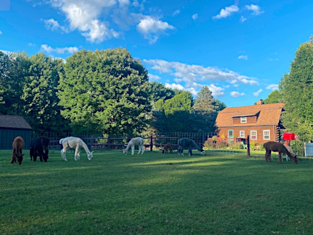 Raise Alpaca…Who Would Have Thought?