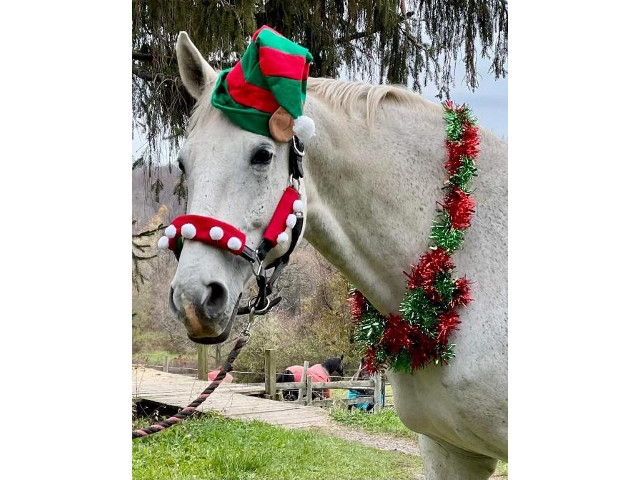 Horses That Think They’re Elves Coming to CountryMax