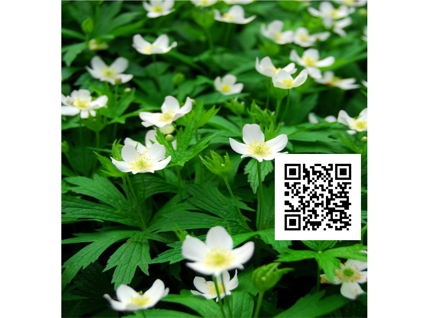 May Programming at the Amboy 4-H Environmental Education Center