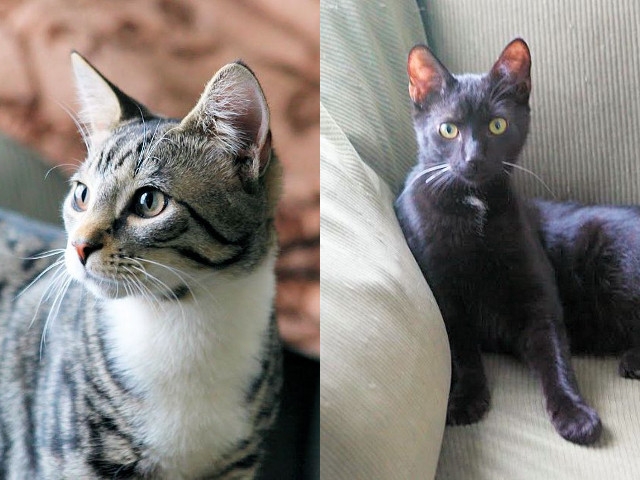 Adopt a Pet Today: A Pair of Brothers, Goose and Little Bear