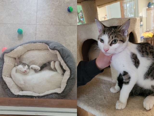 Adopt A Pet Today: Artie and Freddy