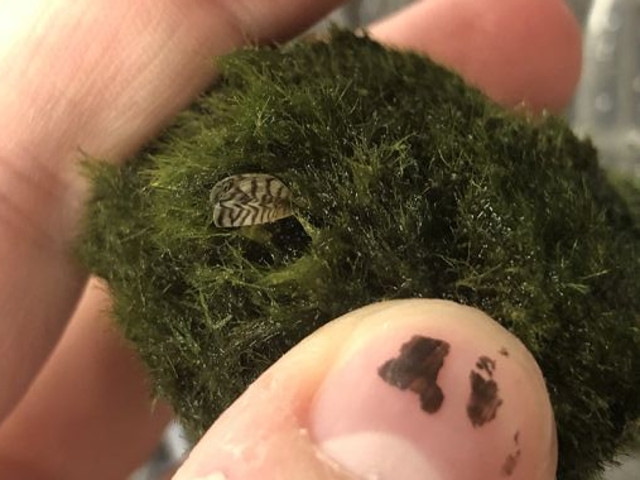 DEC Warns Aquarium Owners About Invasive Zebra Mussels Found in "Moss Balls"