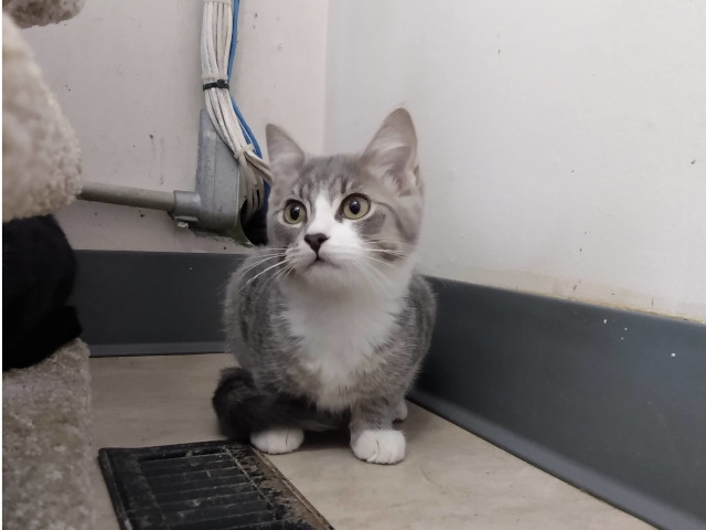 Adopt A Pet Today: Cabbage, Friendly and Mischievous