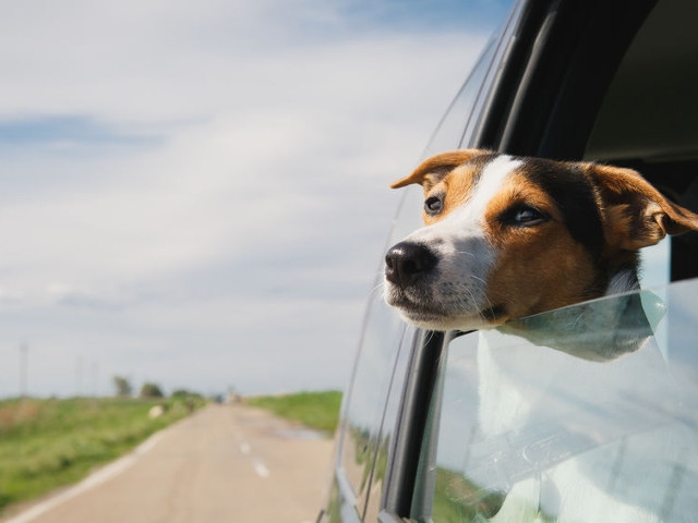 Mayor Barlow Announces Dog License Renewal Now Available Online