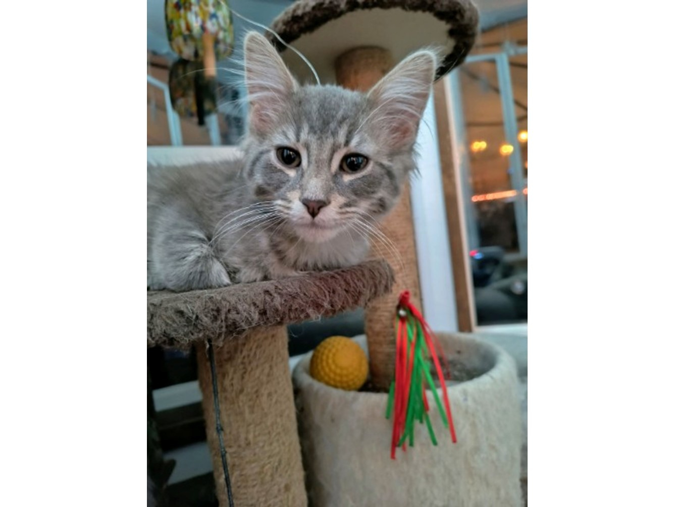 Elvis: Pet of the Week