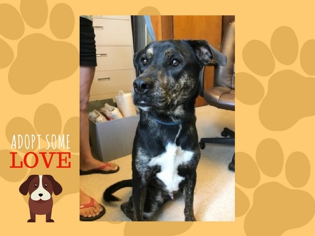 Adopt a Pet Today: Bear, a Labrador Story Unfinished