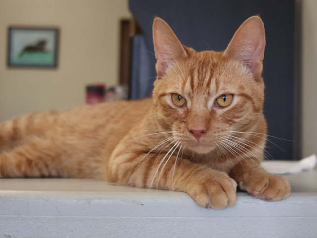 Cheetos: Oswego County Humane Society Pet of the Week