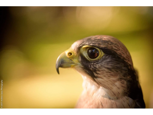 Birds of Prey at Oswego Public Library Oct 26th