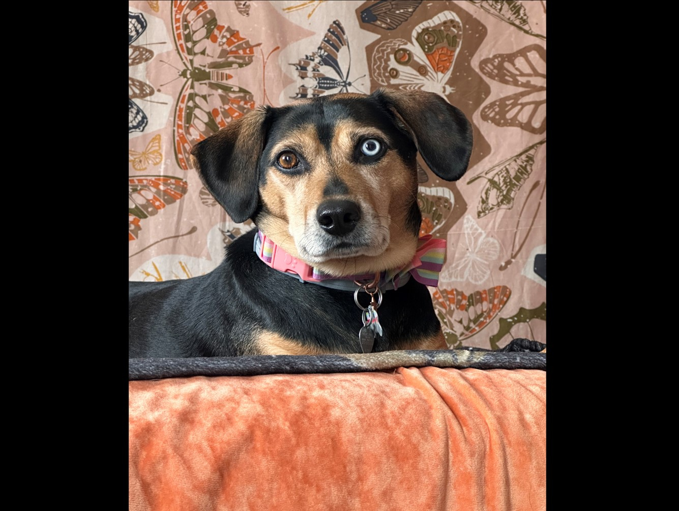 Freya: Pet of the Week