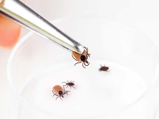 Oswego County Health Department Presents Educational Program on Ticks Thursday, May 23