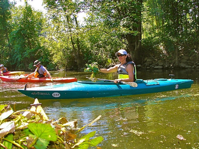 Volunteers Needed for Oswego River Water Chestnut Removal