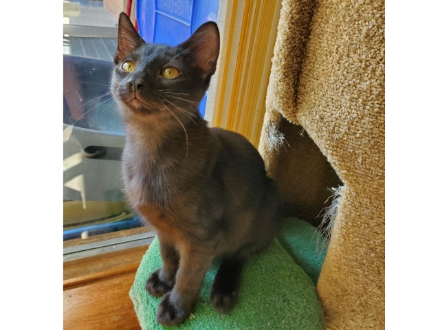 Adopt A Pet Today: Beaver Is Busy, Busy, Busy