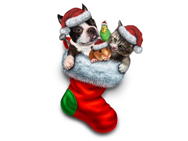 Zoom With Santa and Mrs. Claus to Benefit Oswego County Humane Society