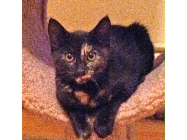 Adopt a Pet Today: Kenzie the Cat