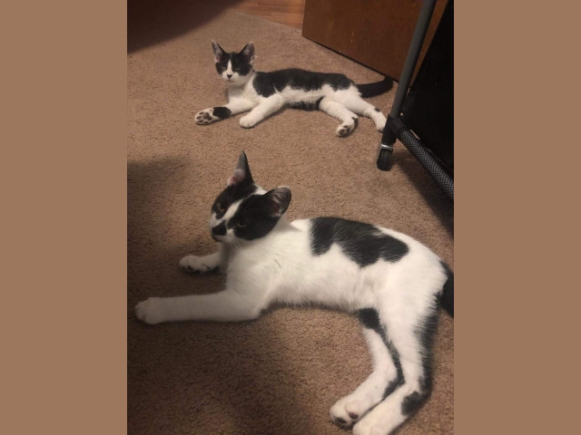 Adopt A Pet Today: Angus &amp; Kobe