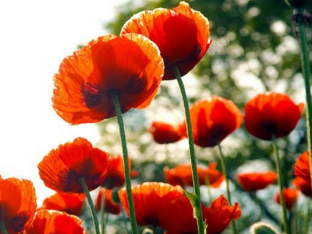 Charlotte A. Murray – October 27, 2020