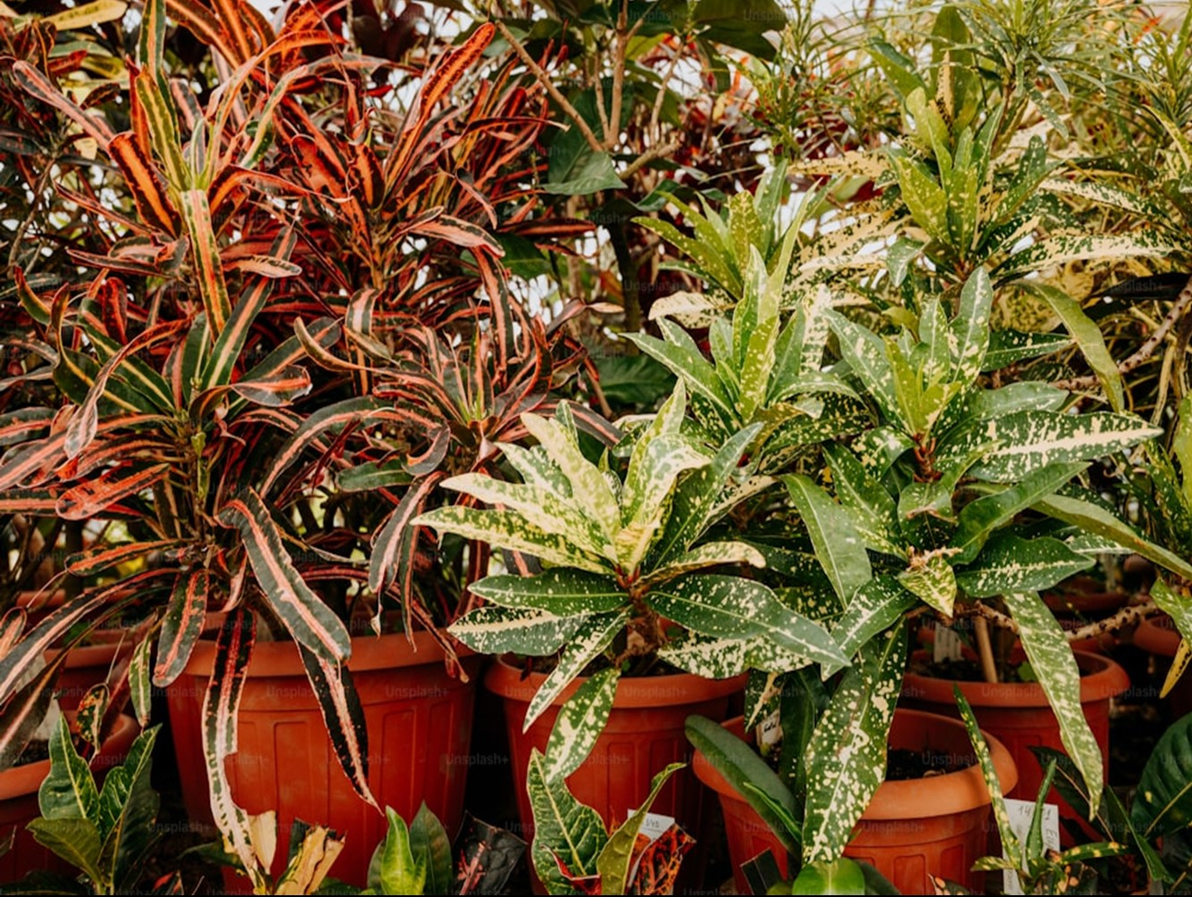 Jump into Spring with the Schroeppel Historical Society's Plant Sale