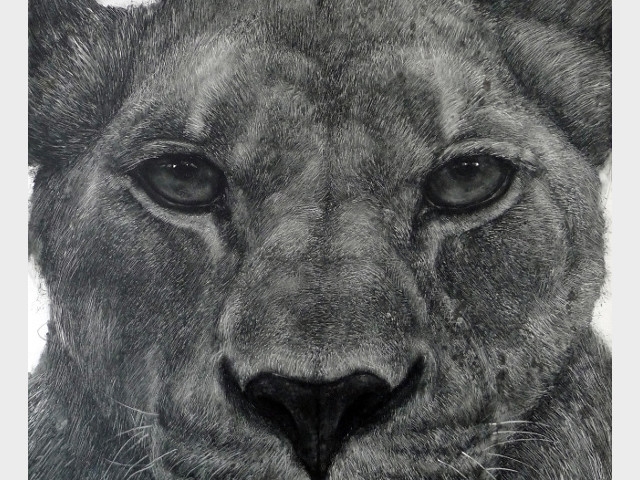 Oswego Professor's 'Animalario' Exhibition to Focus on Humanity's Alter Egos