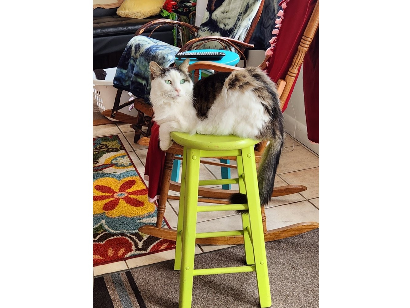 Macks - Pet of the Week