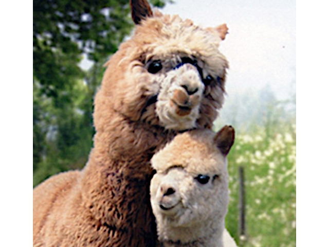 Maddie’s Mother’s Day Welcome