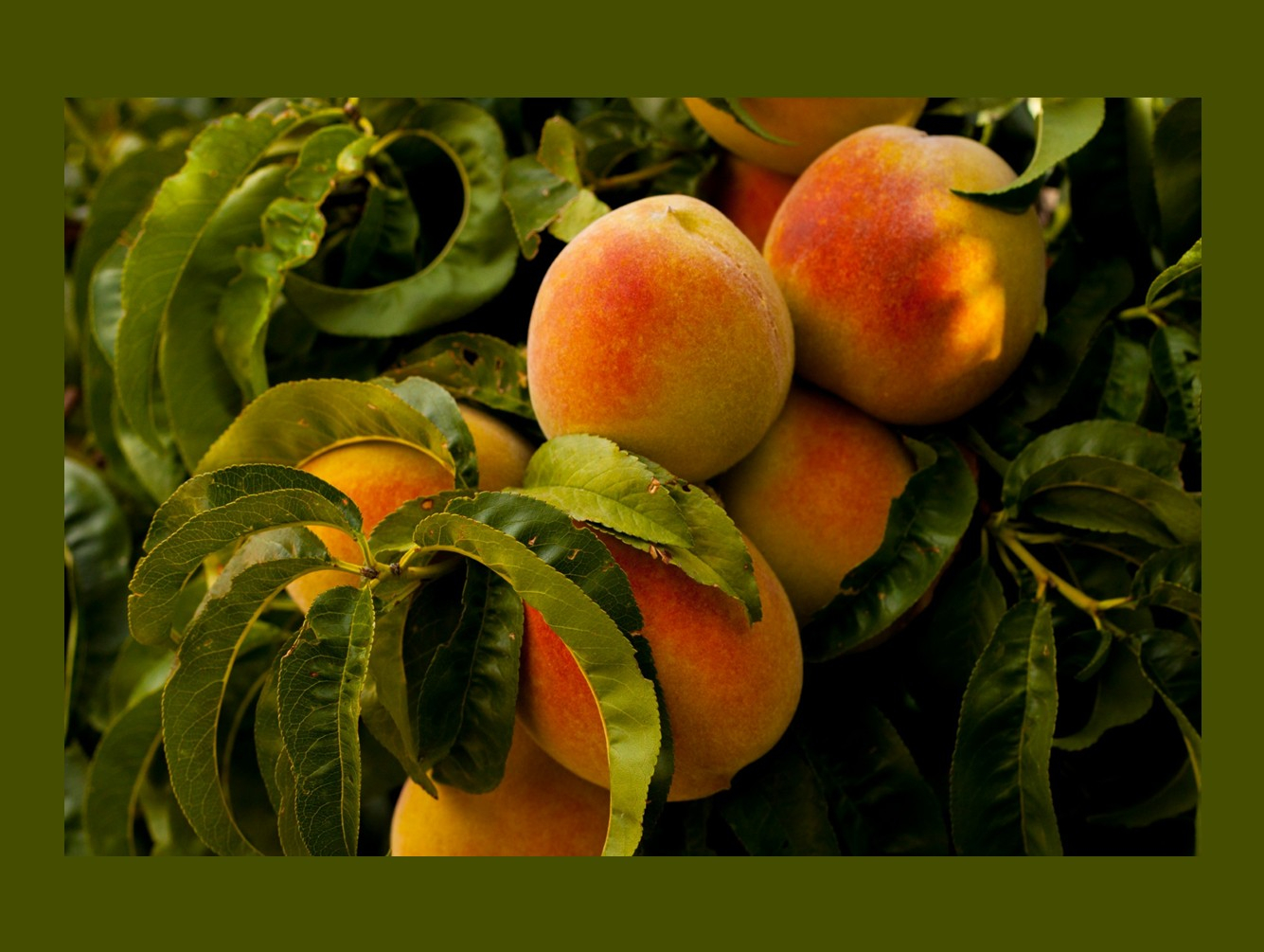 Oswego County Soil and Water Spring Tree and Shrub Sale Returns