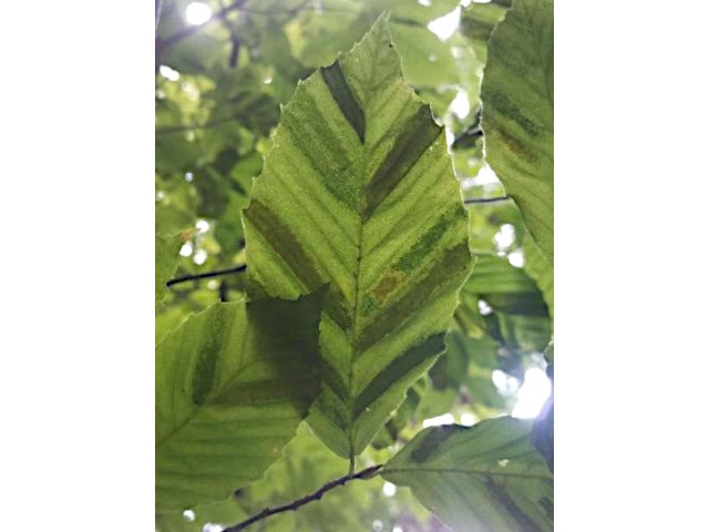 DEC Tracking New Threat to Beech Trees