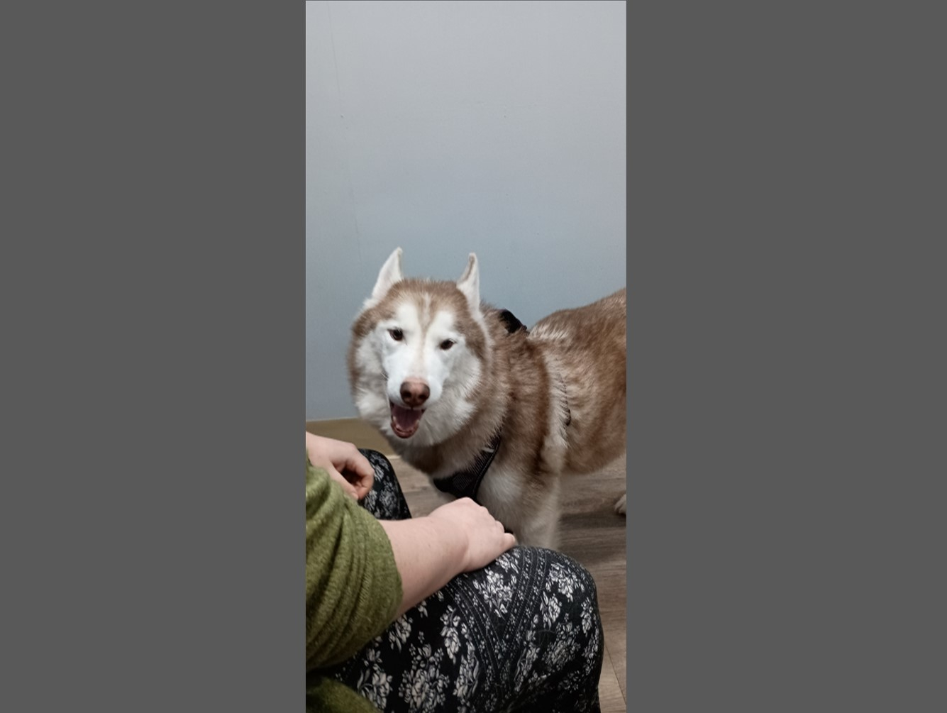 Charlie: Pet of the Week