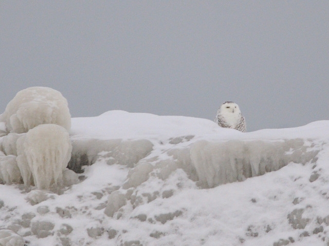 A Day of Birding with iHeart Oswego Photographers