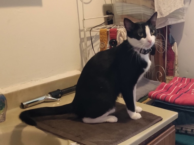 Adopt A Pet Today: Cougar, 3-Years Old and Chatty
