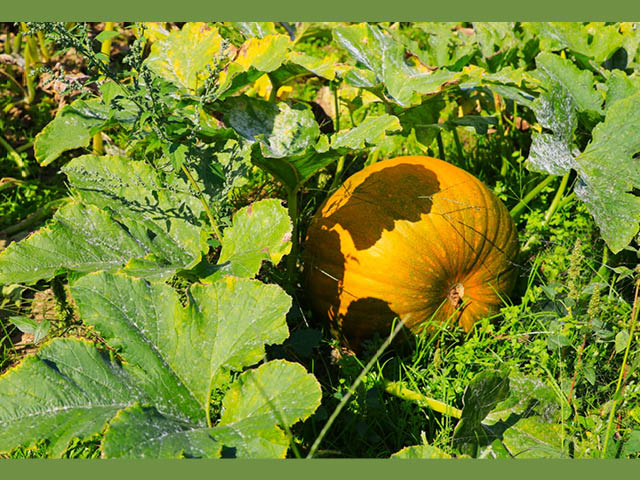 Enjoy Festive Events in Oswego County This Fall