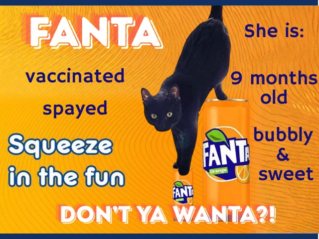 Fanta: Pet of the Week